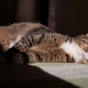 a cat laying on top of a bed next to a window
